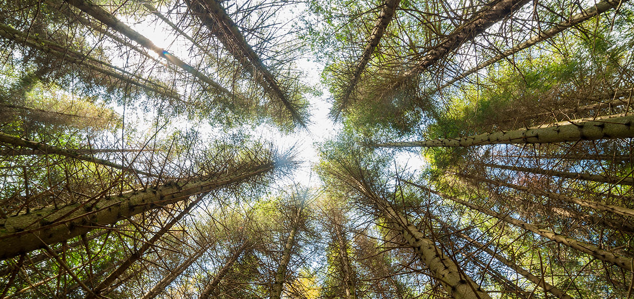 Regardant vers le haut dans une forêt de grands pins.